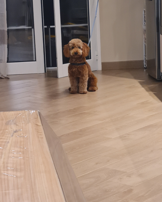 Barboncino toy red per monta