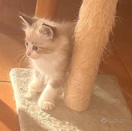 Cucciolo Ragdoll maschio disponibile