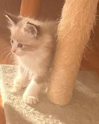 Cucciolo Ragdoll maschio disponibile