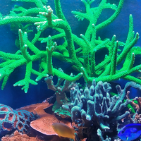 Acropora nobilis verde fluo