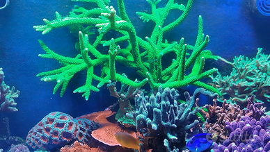 Acropora nobilis verde fluo