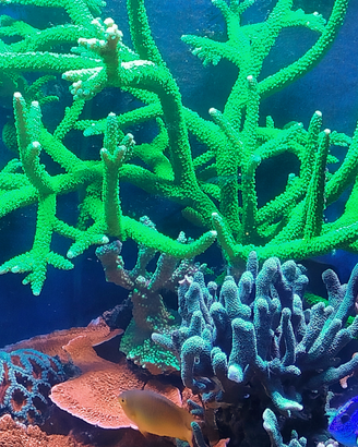 Acropora nobilis verde fluo