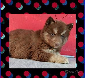 Husky con pedigree enci