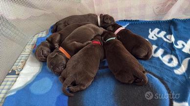 Cuccioli di Labrador Retriver Chocolate