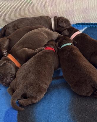 Cuccioli di Labrador Retriver Chocolate