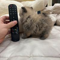 Spitz di pomerania linea coreana Max 18 cm AD