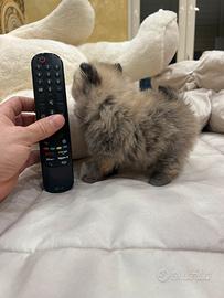 Spitz di pomerania linea coreana Max 18 cm AD