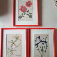 3 stampe botaniche vintage di Charles Raymond 