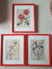 3 stampe botaniche vintage di Charles Raymond 