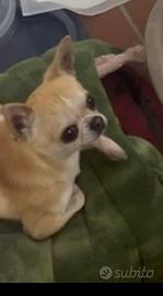 Chihuahua maschio 2 anni e mezzo