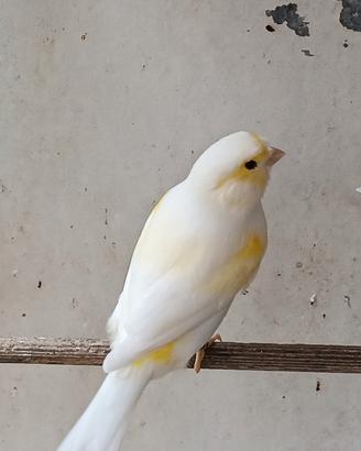 Canarini da canto mosaico giallo
