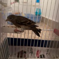 F1 cardinalino canarino
