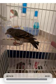 F1 cardinalino canarino