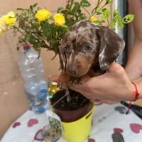 Cuccioli di bassotto Arlecchino cioccolato