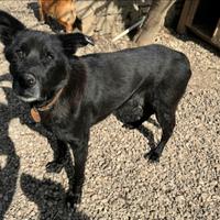 Ottavio 9 anni Taglia media grande