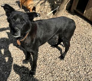 Ottavio 9 anni Taglia media grande