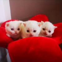 Cuccioli di British Shorthair alta qualità