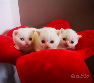 Cuccioli di British Shorthair alta qualità