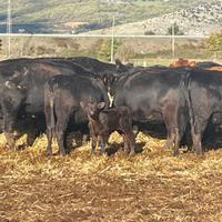 Mandria Aberdeen Angus
