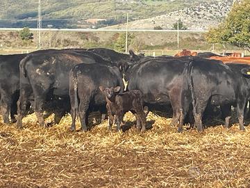 Mandria Aberdeen Angus