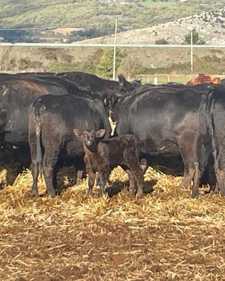 Bovini Aberdeen Angus in purezza