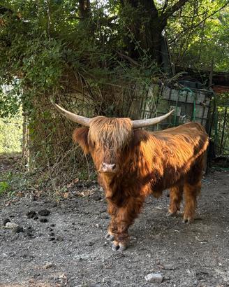 Torello Higlander 2 anni