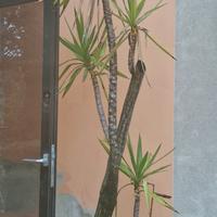 piante di yucca