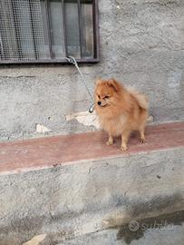 spitz stallone 