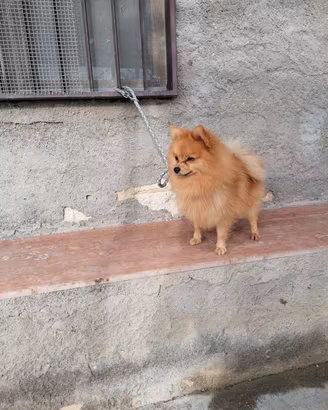 spitz stallone 