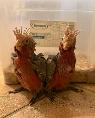 Cacatua roseicapilla baby pulli imbecco pappagalli