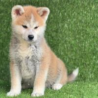 Akita inu con pedigree Enci Enci