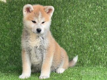 Akita inu con pedigree Enci Enci