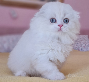 Higland fold & Scottish fold