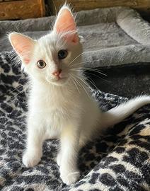 Gattino simil Siberiano maschio
