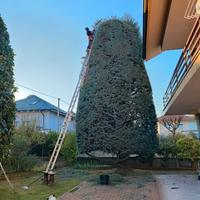 Potatura alberi
