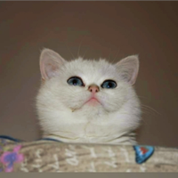 Gattini British Shorthair Silver chinchilla 6 mesi
