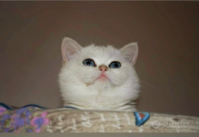 Gattini British Shorthair Silver chinchilla 6 mesi
