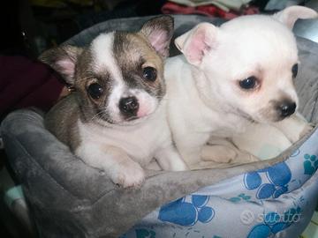 Cuccioli Chihuahua pura razza stupendi sani