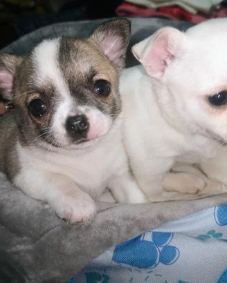 Cuccioli Chihuahua pura razza stupendi sani