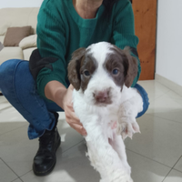 Lagotto romagnolo