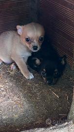 Razza pincher chihuahua incrocio