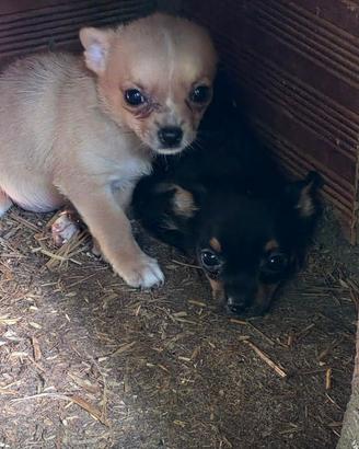 Razza pincher chihuahua incrocio