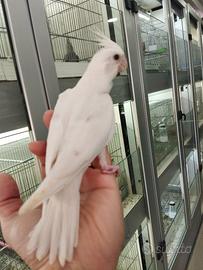 Calopsite allevate a mano albino