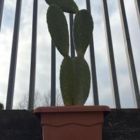 Piante grasse e Cactus grandi