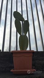 Piante grasse e Cactus grandi