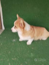Corgi