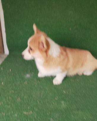 Corgi