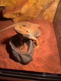 Pogona/ Drago barbuto