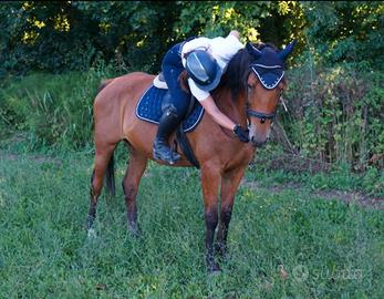 Cavalla da passeggiata