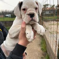 Ultimo Cucciolo di Boxer Bianco - Alta Genealogia